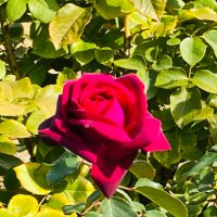 クレア (@st16509964) 's Twitter Profile