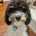 Dem DogMom (@pubcav) Twitter profile photo Dem DogMom (@pubcav) Twitter profile photo