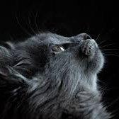 YC28626834's profile picture. 