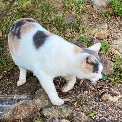 has_etan's profile picture. webデザイン・webマーケ勉強中の超初心者です🌱 | 【webデザイン職訓 23/12〜 webマーケ 独学中】| HTML/CSS/photoshop/illustrator/figma/js/php | 無言フォロー失礼します🙇🏻 | 目標は正社員になること😸 あとMacBookを買いたいな〜！|