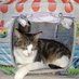Merlin, Tilly, Casper, Monty and Alfie (@naughtyfoursome) Twitter profile photo Merlin, Tilly, Casper, Monty and Alfie (@naughtyfoursome) Twitter profile photo