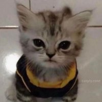 hehe (@j010304) 's Twitter Profile
