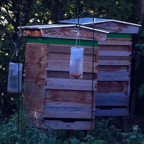 MaldonBeekeeper's profile picture. Keeper of bees in Maldon.