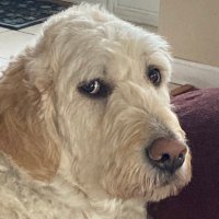 Ted Zalatoris (@chrisfed28) 's Twitter Profile
