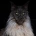 DEUS VULT (@deusvult65) Twitter profile photo DEUS VULT (@deusvult65) Twitter profile photo