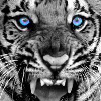 Twinsburg Tigers Baseball (@ths_baseball21) 's Twitter Profile Photo Twinsburg Tigers Baseball (@ths_baseball21) 's Twitter Profile Photo