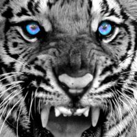 Twinsburg Tigers Baseball(@THS_Baseball21) 's Twitter Profile Photo