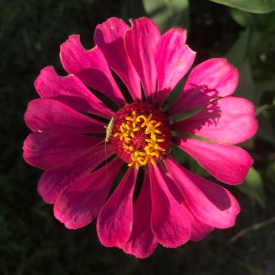 inmij's profile picture. 
