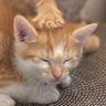 AliCateRL's profile picture. Resident Cat | Pfp duo: @humais_63
