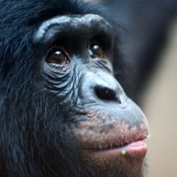 karlantropos's profile picture. Medico. Antropologo. No-vax,  no NATO,  no EU.  L'italia è bellissima.