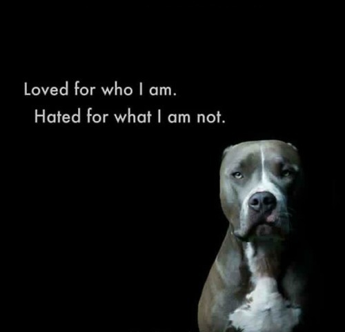 Help repeal BSL in Miami Dade county Miami, Fl