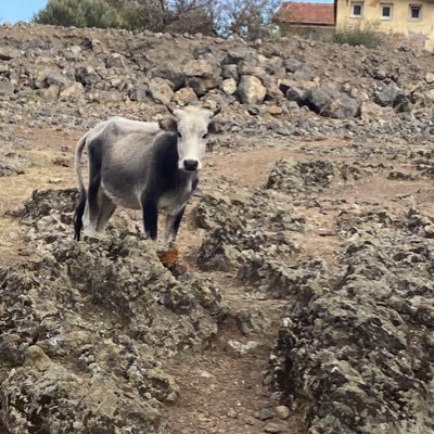 saxoristaken's profile picture. 