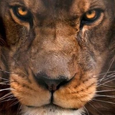 JohyCoelloR's profile picture. 