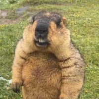 Lewarek (@lewar_lol) 's Twitter Profile Photo Lewarek (@lewar_lol) 's Twitter Profile Photo