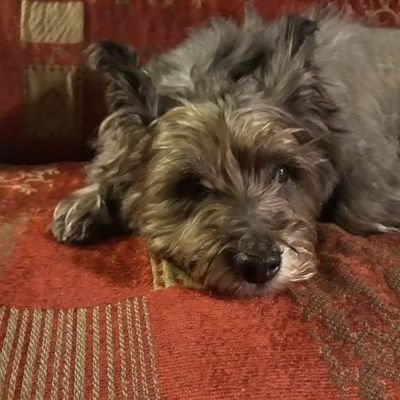 McAvoyFlowers's profile picture. Creative. Lover of plants and flowers. Reader of Irish and British History. 
Experienced and qualified florist.
 Allotment holder.💚☘