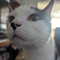 Emotional Support Cat (@nathanham87) 's Twitter Profile