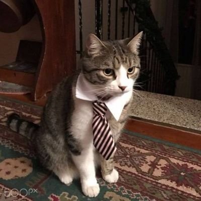 MehrabAKAJimmy's profile picture. درون گرای درون بگا |
Former Child