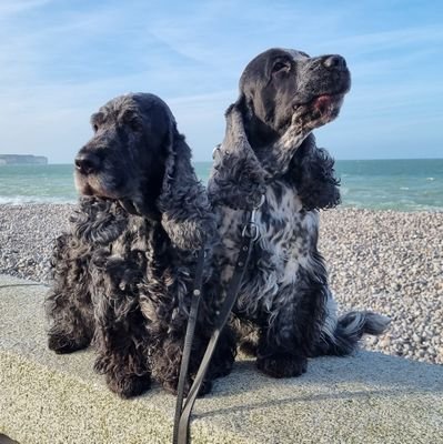 strilka7's profile picture. Geboren 1971, Umweltschützer seit der Kindheit, 
Grünenwähler  aus Überzeugung.
Antifaschist.
Glauben ist gut, Wissen ist besser.
Auch mal Satire.