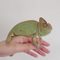 あめ (@ameame_omame) Twitter profile photo