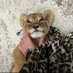 | 🐆 (@lolnsmw) Twitter profile photo | 🐆 (@lolnsmw) Twitter profile photo