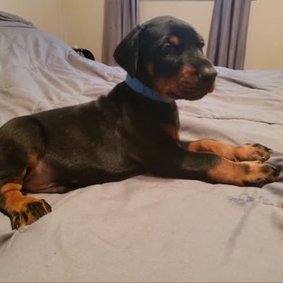 theanalyst303's profile picture. 