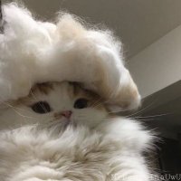 Xray  (@xrayr6) 's Twitter Profile