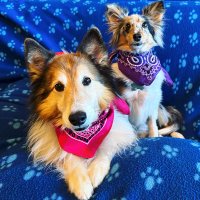 Molly Girl Therapy Dog(@mollygirltdog) 's Twitter Profile Photo