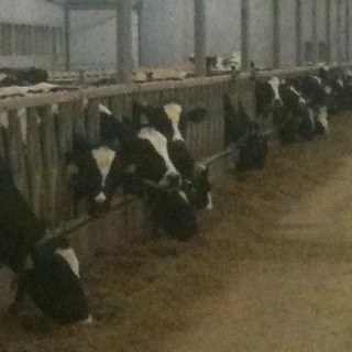 dairy farmer, husband and dad