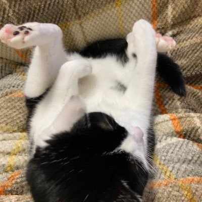 XgcETcsZDA52283's profile picture. 石川県在住です