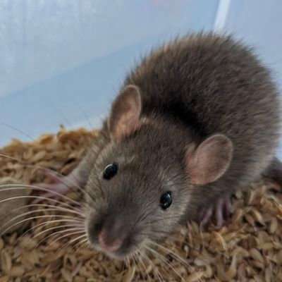 RatGrowers87's profile picture. ラットの肥育、冷凍ラットの販売を行っています。

餌は国産飼料をベースに穀物、タンパク質、脂質をバランスよく与えています。

育成〜出荷までの間、ラットに苦しい恐い思いをさせたくない🐭
中の人は1日中働いてるか食べてます🥢🍚
日常の呟き多め。

コメント&フォローはお気軽によろしくお願いします！😆