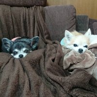 mucoco (@mucoco_01181026) 's Twitter Profile