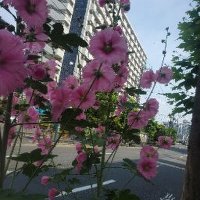 伊藤園子さん (@sim6qbnn7q94653) 's Twitter Profile