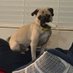 Morty the boss pug (@ckmondavi) Twitter profile photo Morty the boss pug (@ckmondavi) Twitter profile photo