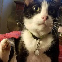 C S (@carlisit1) 's Twitter Profile