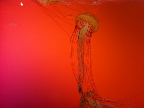 swimmom24's profile picture. 