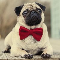 We Loves Pug (@welovespug) 's Twitter Profile