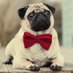 We Loves Pug (@welovespug) Twitter profile photo