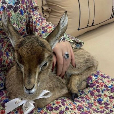 eh1ii_'s profile picture. 