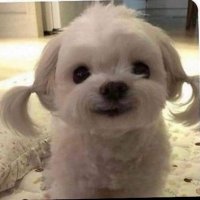 emptyaries (@emptyaries417) 's Twitter Profile