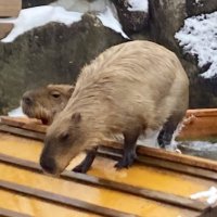 めぽ (@mepo_don) 's Twitter Profile