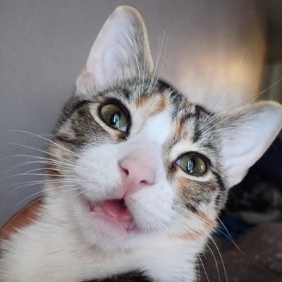 School_Fightz's profile picture. Send sum fights from yo school 🙏🏽😂