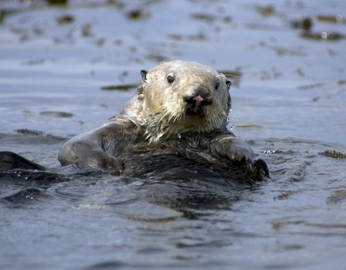 Monterey Bay is a bay of the Pacific Ocean, along the central coast of California. #Monterey #California