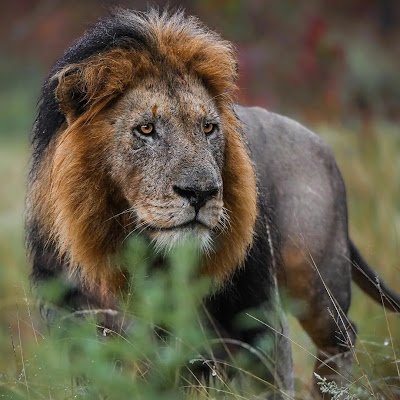 Tigr39390's profile picture. 