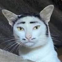 COBRA (@mauser20mm) 's Twitter Profile Photo