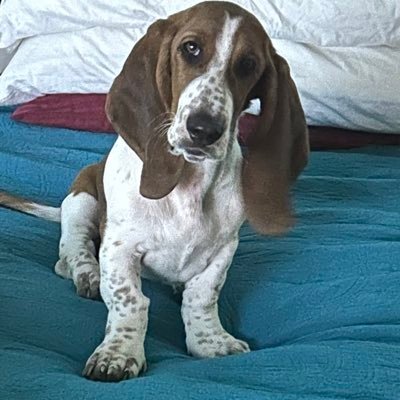 kissmyslippers's profile picture. GenX. Basset Hound and Human girl Mom. Pretty Blue in a Red State, but I pack some heat.