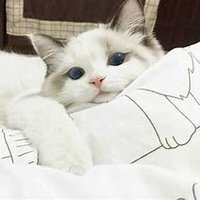 Zoe (@aaronlansiola) 's Twitter Profile