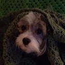 Laura Wallingford - @Leaxx00 - Twitter