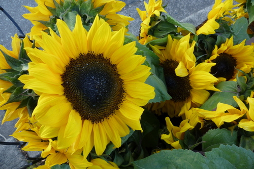 AnacortesFM's profile picture. 