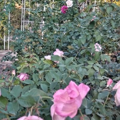 fKcVsccF8lJXe9k's profile picture. 