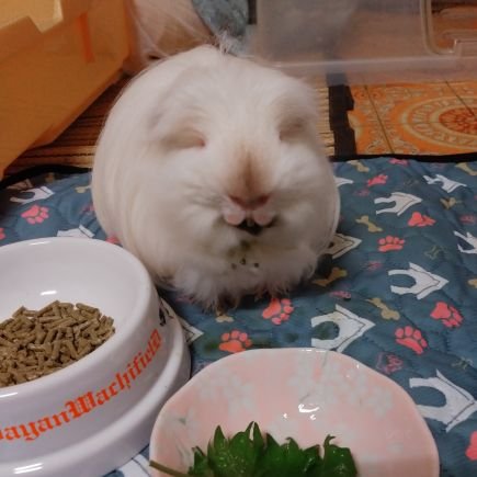 鼻瑞樹さんのプロフィール画像